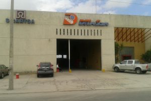 Ditassa en Mérida
