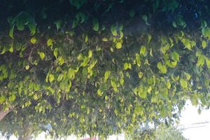 Materiales Casa Grande en Querétaro