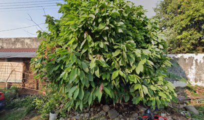 Venta de Material en Tapachula