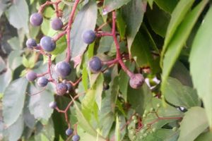 Rewo Nogales en Nogales