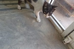 Ferretería Borunda en Delicias